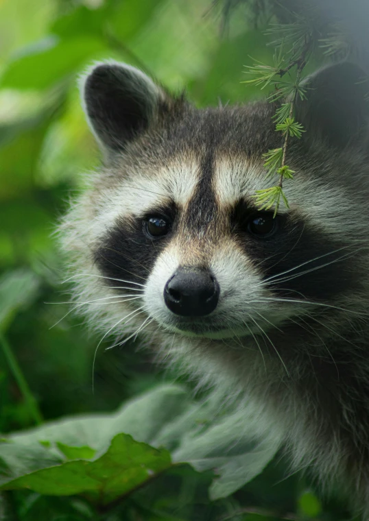 a close up view of a ra's face with grass around it