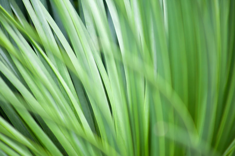 this is a plant that has green leaves