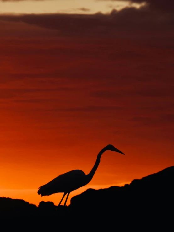 the large bird stands on the ledge as the sun sets