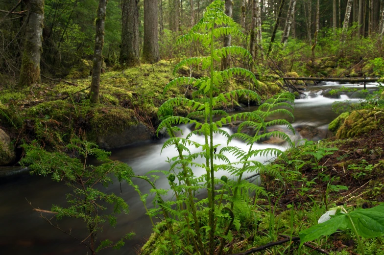 a river running through a lush green forest