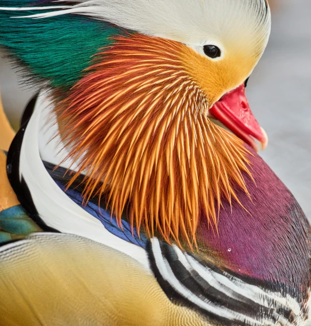 a close up of a colorful, colorful duck