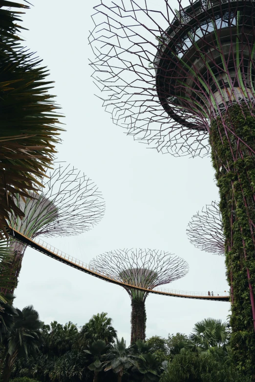 view of many different tree like structures, including ferns