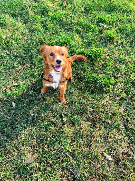 an adorable dog sitting in the grass and looking at the camera