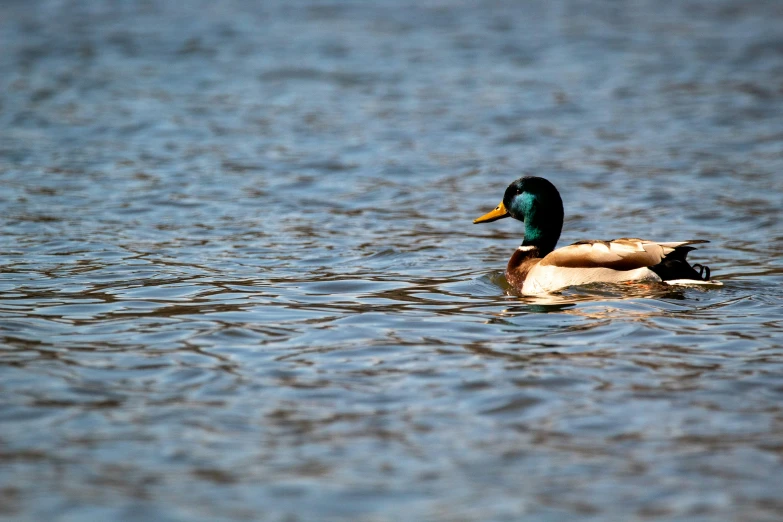 a duck with its wings spread swimming in water