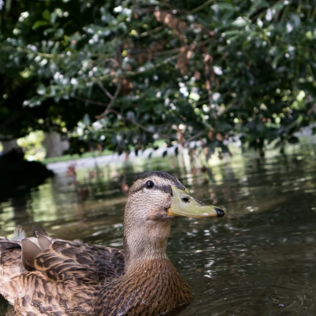 a duck with a brown neck standing in some water