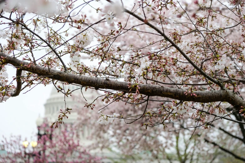 the nches of trees have pink blossoms and a building in the distance