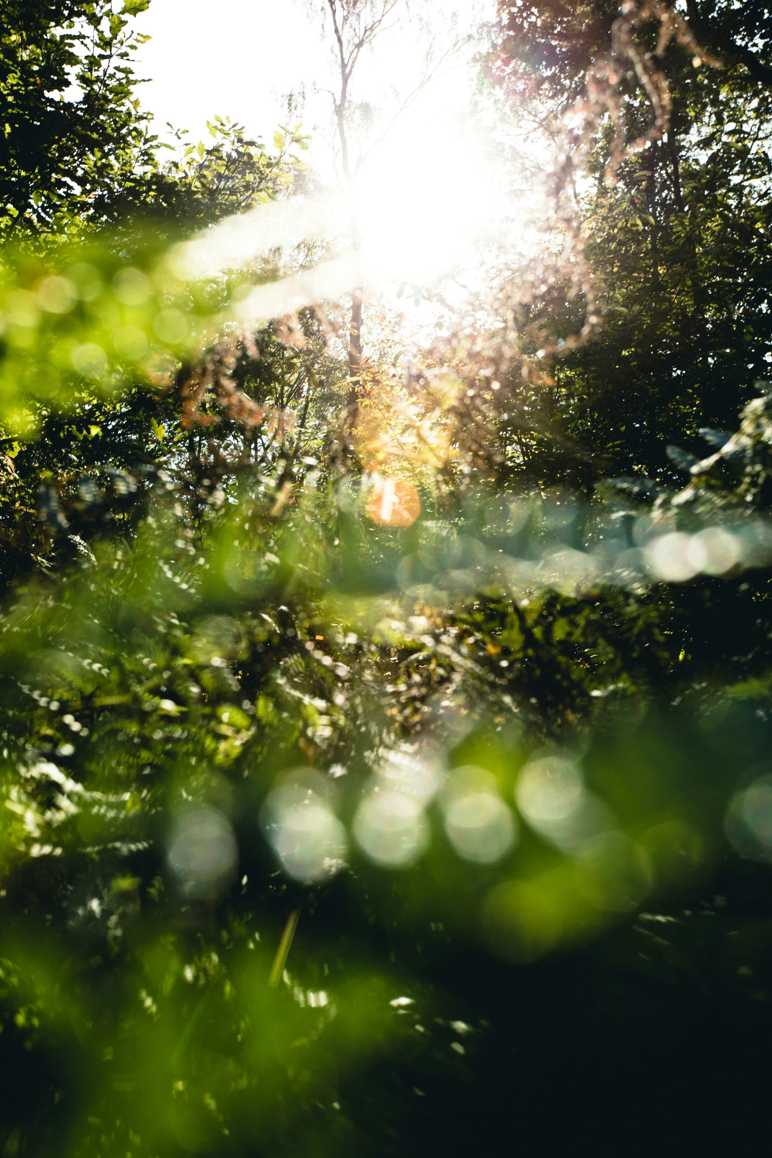 the sun shining through the leaves of trees