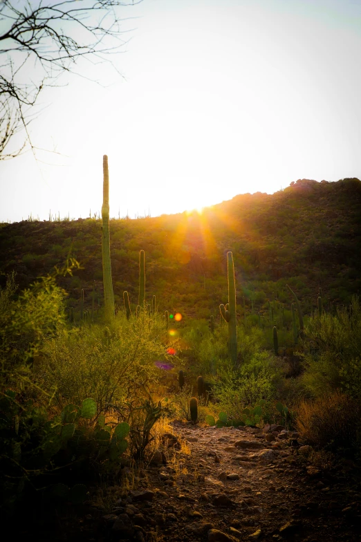 a path surrounded by bushes near a mountain range