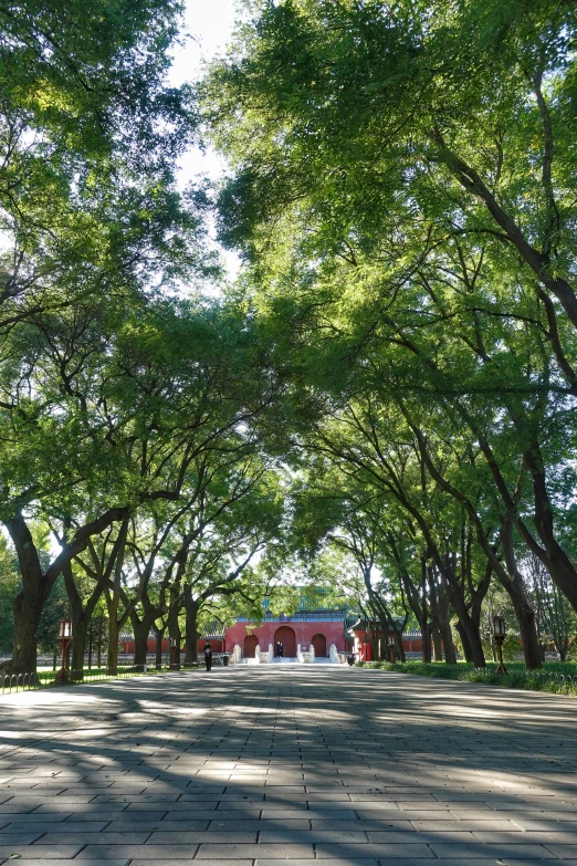 a view from the sidewalk of trees and a walkway