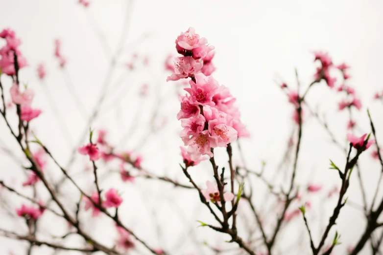 pink flowers blossoming on a tree nch with white background