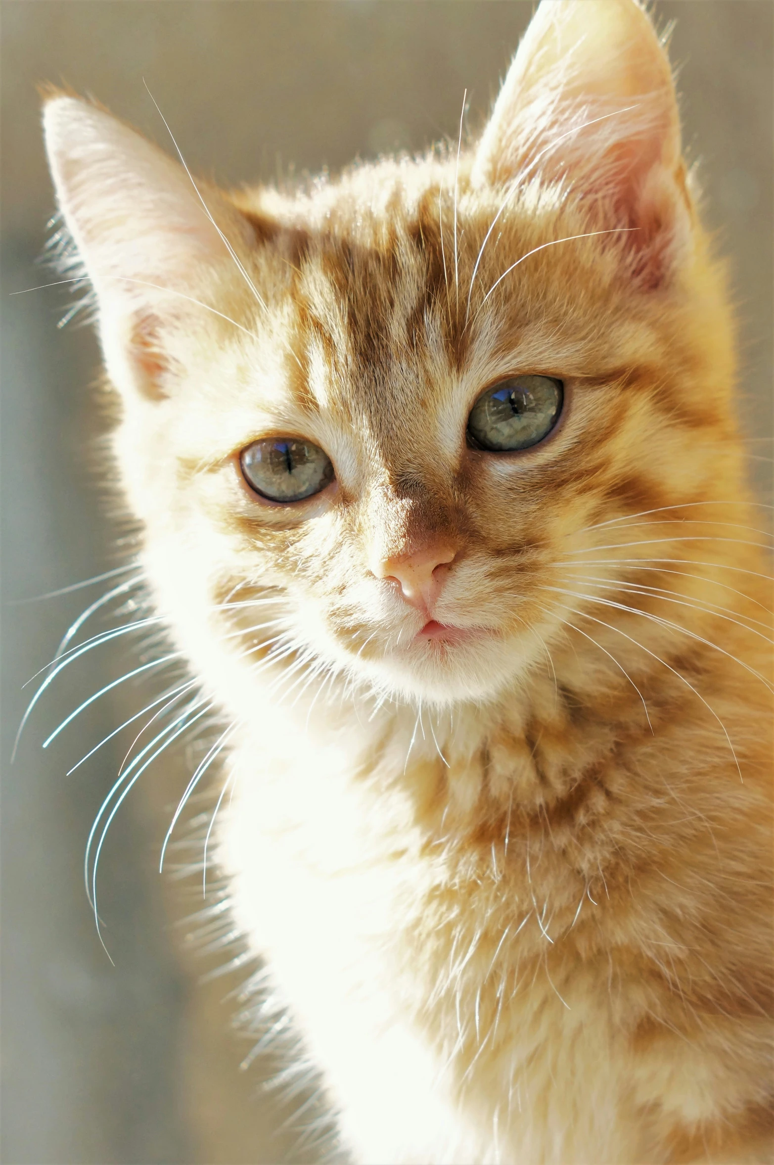 a cat has blue eyes and yellow and green fur