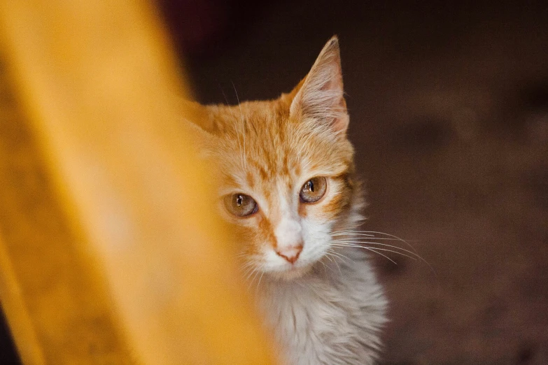 a small orange kitten is sitting behind a chair