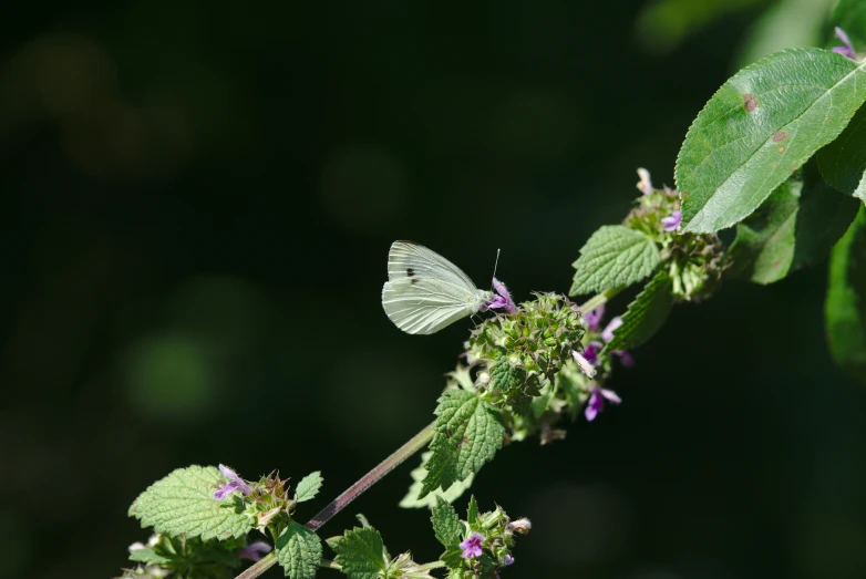 a white erfly is sitting on some green leaves