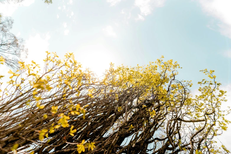 looking up through nches into the sky