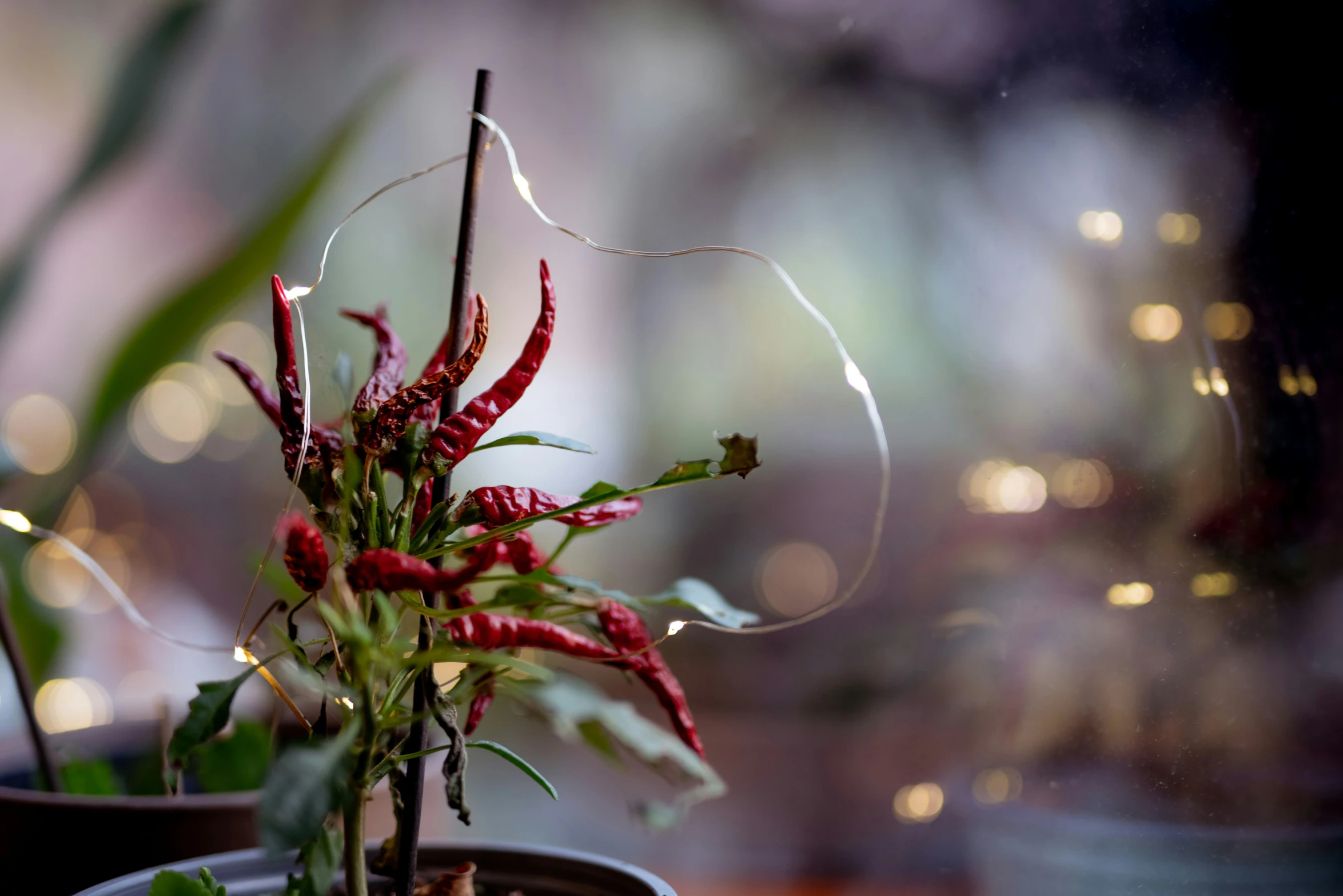 a red flower in a small planter on a table