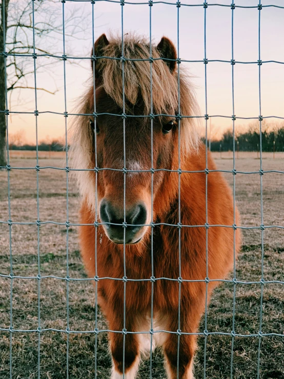 a small horse behind a wire fence looking at the camera