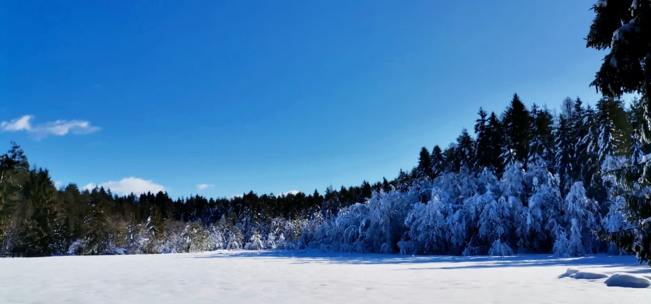 snow in the forest on a sunny day