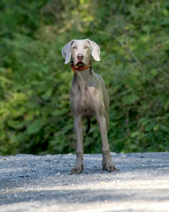 a gray dog on gravel and trees background