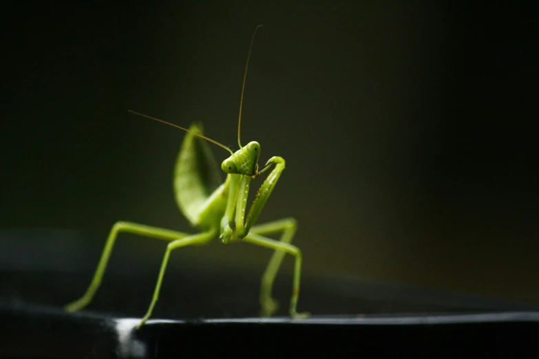 praying mantisca praying on a desk in a darkened room