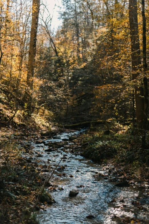 a small river is surrounded by trees in the woods