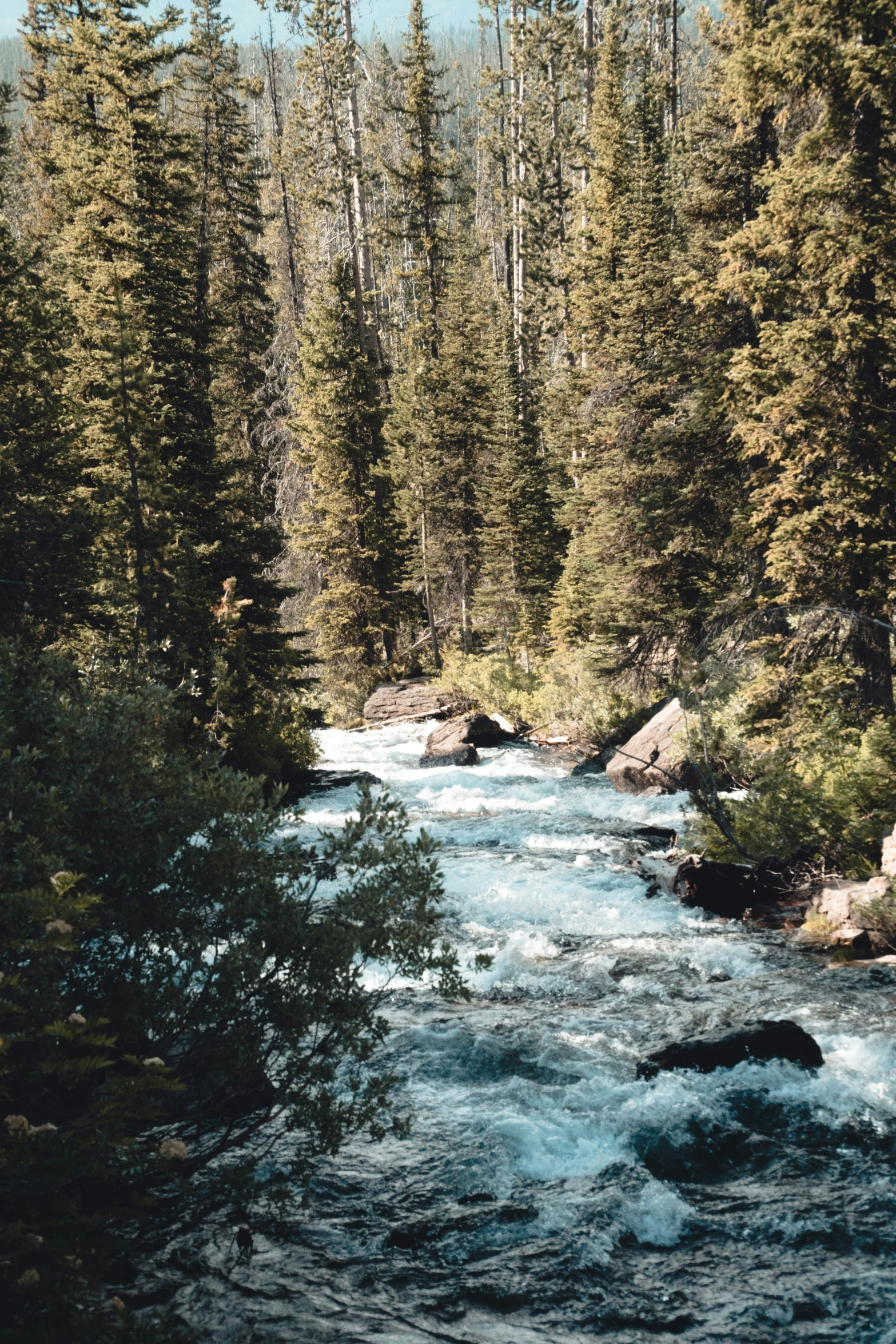 a view of a river in the middle of some trees