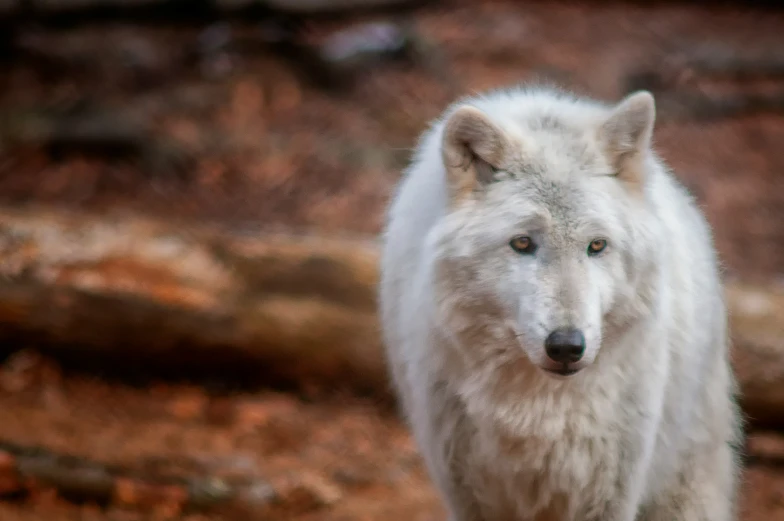 an wolf walking in a forest with large logs