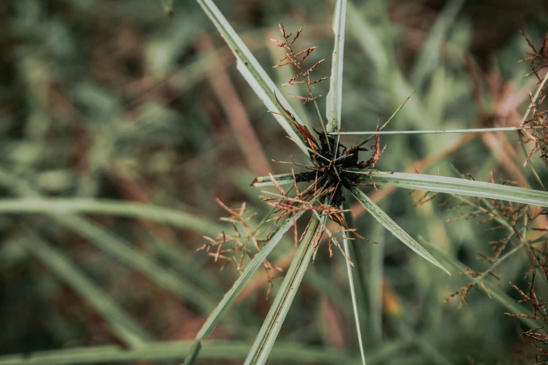 some kind of plant with brown leaves and long needles