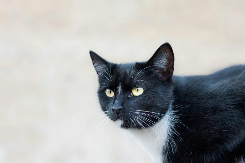a black and white cat with yellow eyes staring at soing