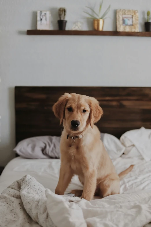 a small, brown puppy sits on a white bed and looks alert