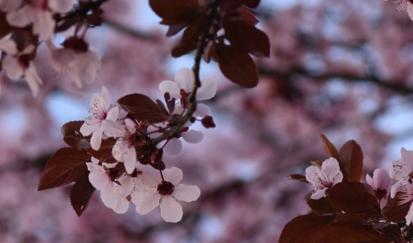 the flowers are in bloom and are still on the tree