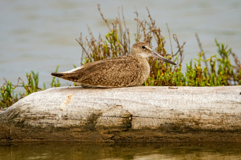 there is a bird sitting on a tree log