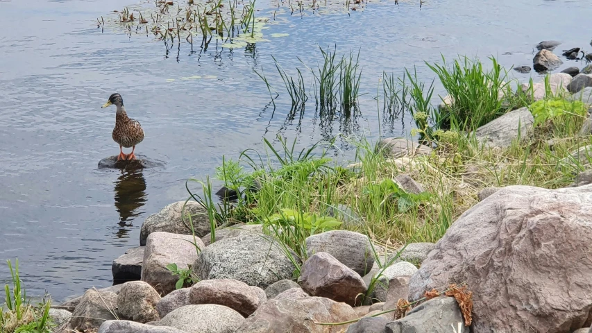 a bird standing in water surrounded by rocks and grasses