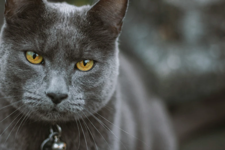 a closeup po of a black cat's face with yellow eyes