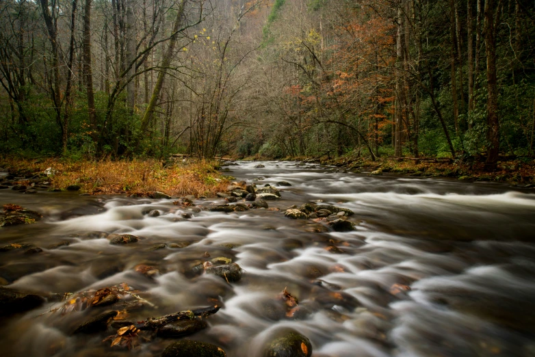 a stream of water surrounded by trees