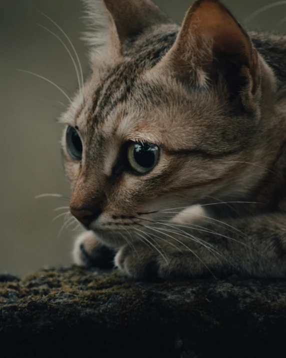 the small striped cat is staring intently