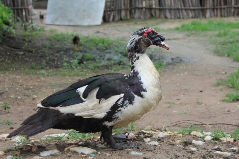 a close up of a bird on a dirt ground