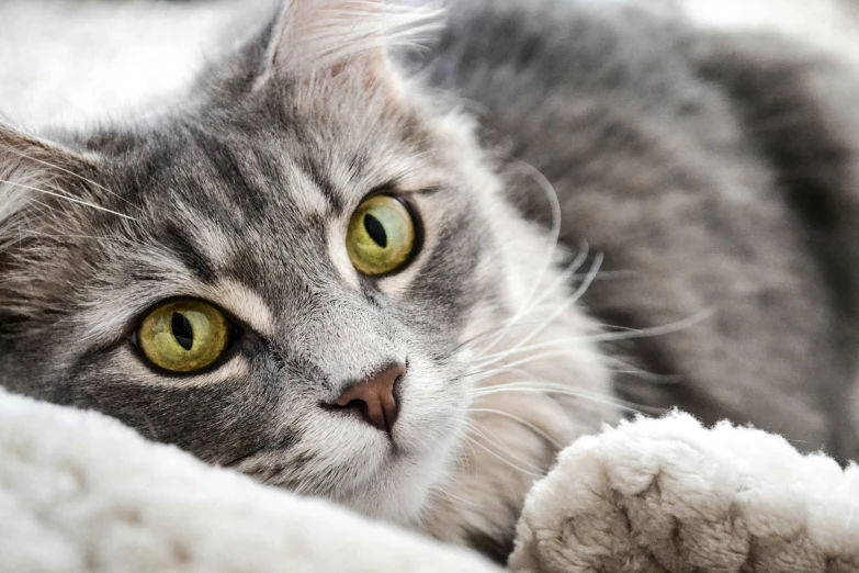 a gray and white cat with large yellow eyes