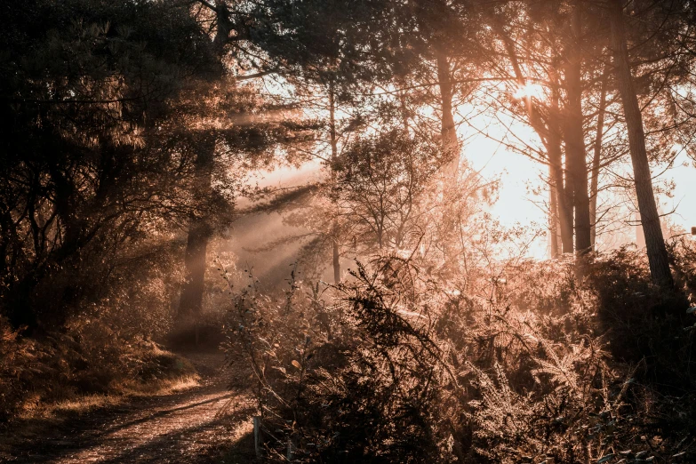 the sun shining through some trees and bushes