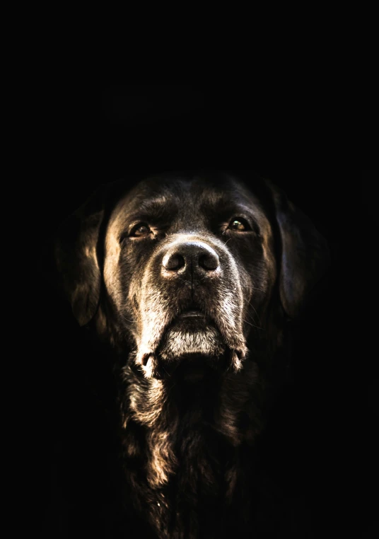 a black and white po of a dog with a sad look on his face