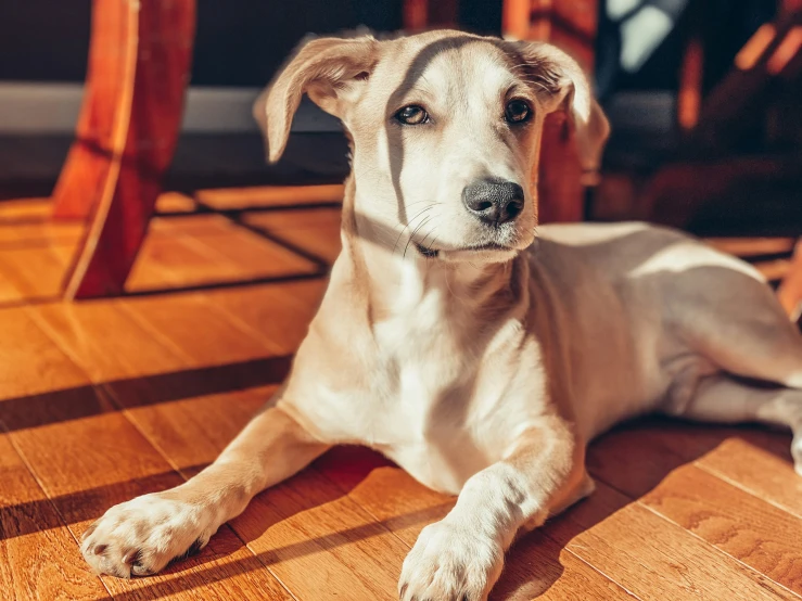 a white dog laying on top of a wooden floor