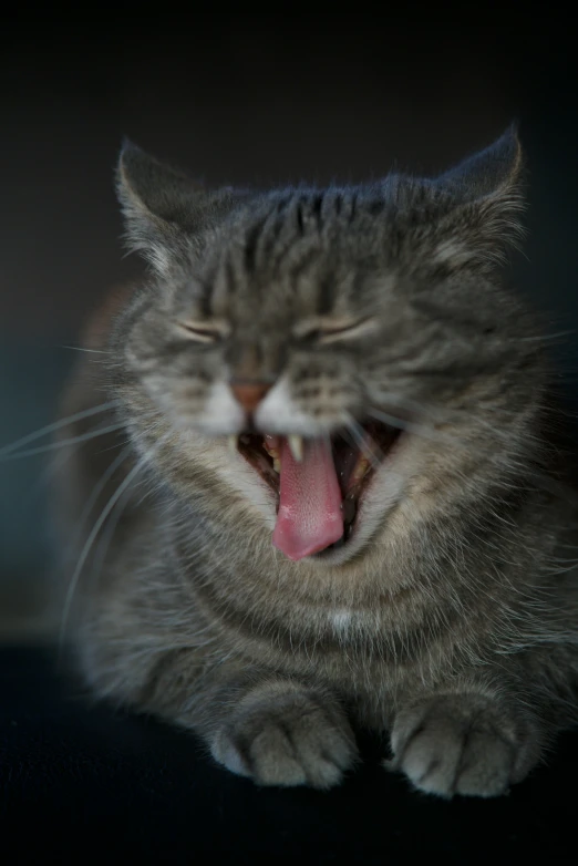 a cat yawns and bites its tongue