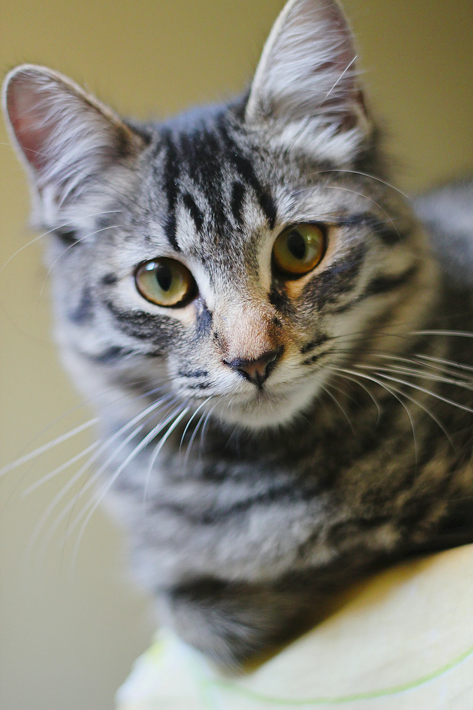 a small cat with large brown eyes is looking up