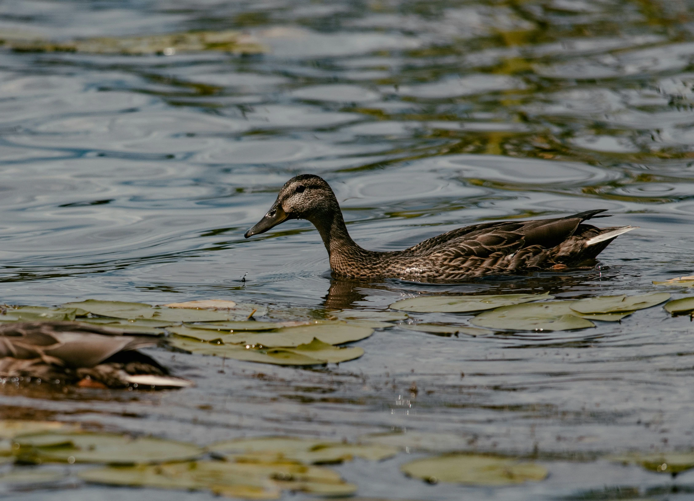 two ducks are in the water with lillies