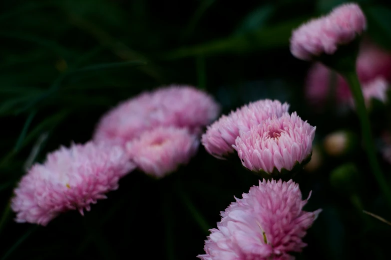 pink flowers that are in the grass