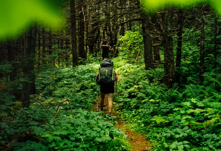 the trail is overgrown and a backpacker walks through it