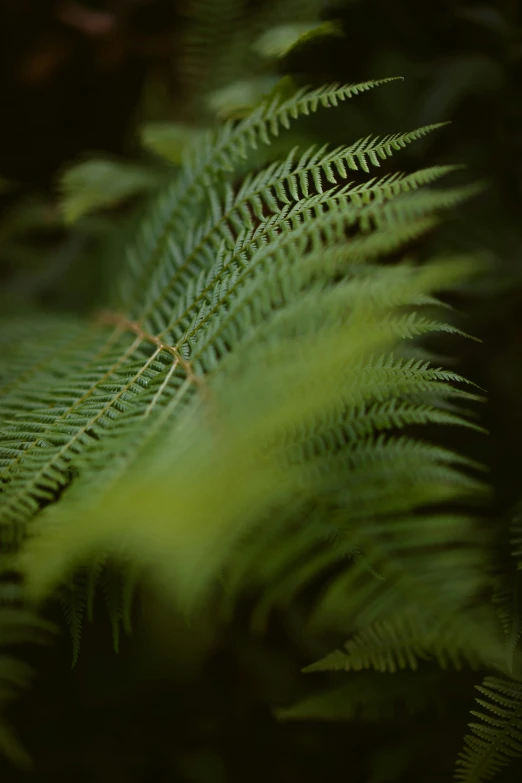 close up of large green fern leaves in the dark