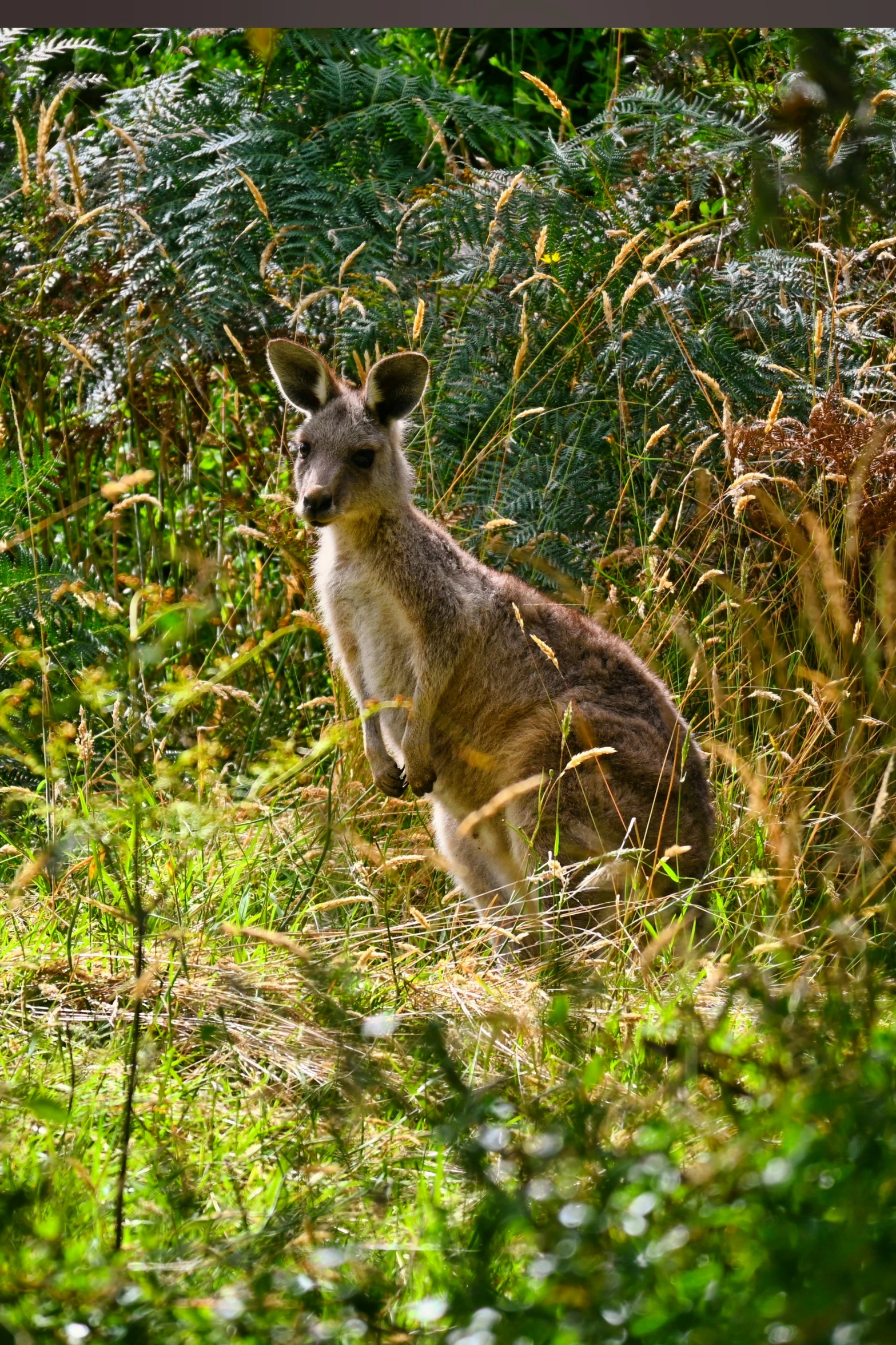 the kangaroo has a long tail and is looking for food