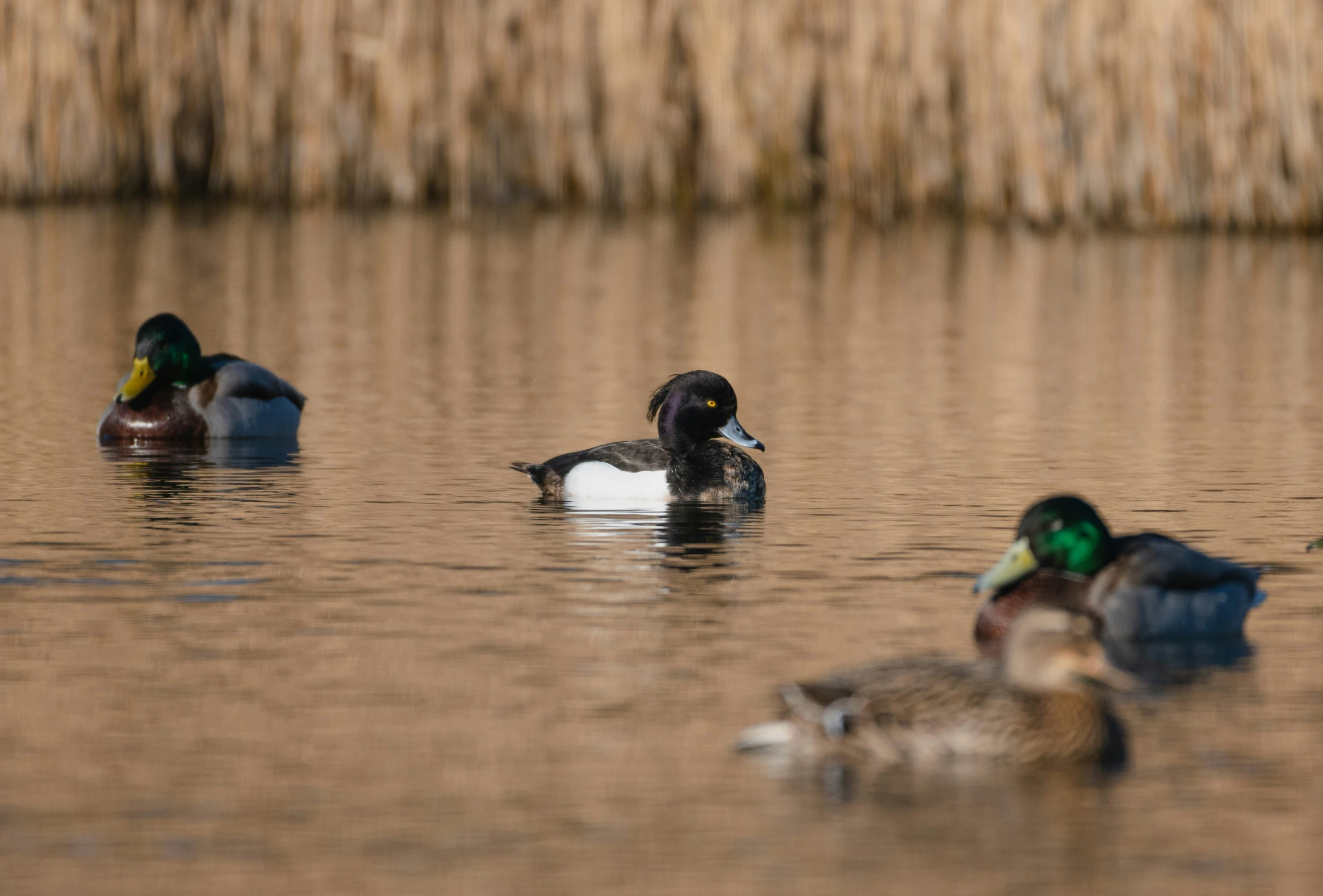 three ducks floating on top of a body of water