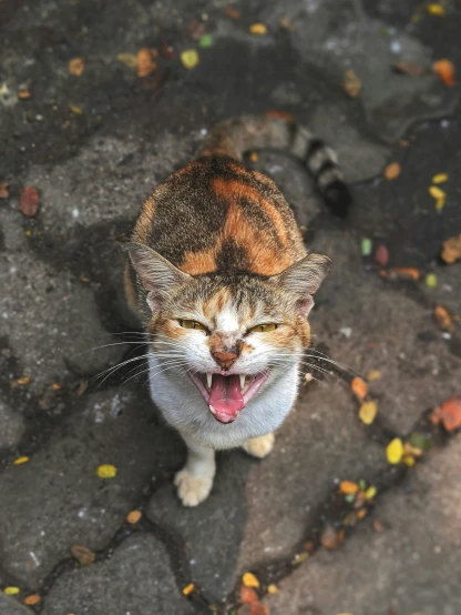 a cat that is yawning with its mouth open