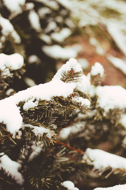 snow sits on top of a pine tree nch